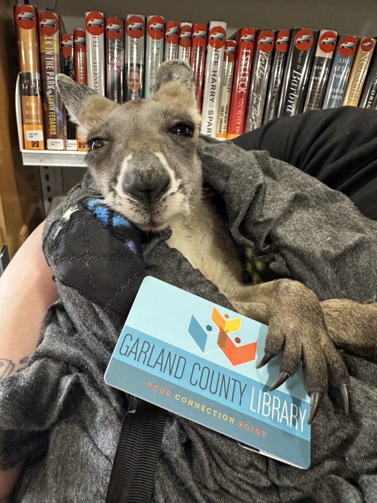 Baby kangaroo with a Garland County Library card.