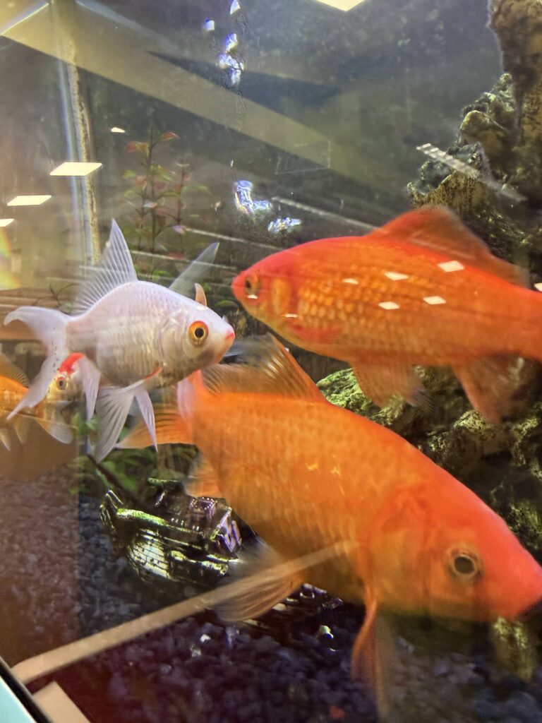Goldfish in the library's aquarium