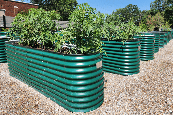 Raised garden beds growing tomato plants.